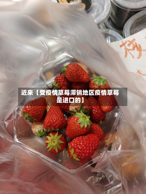 近来【受疫情草莓滞销地区疫情草莓是进口的】-第2张图片