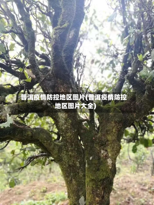 普洱疫情防控地区图片(普洱疫情防控地区图片大全)-第2张图片